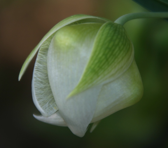 calochortus